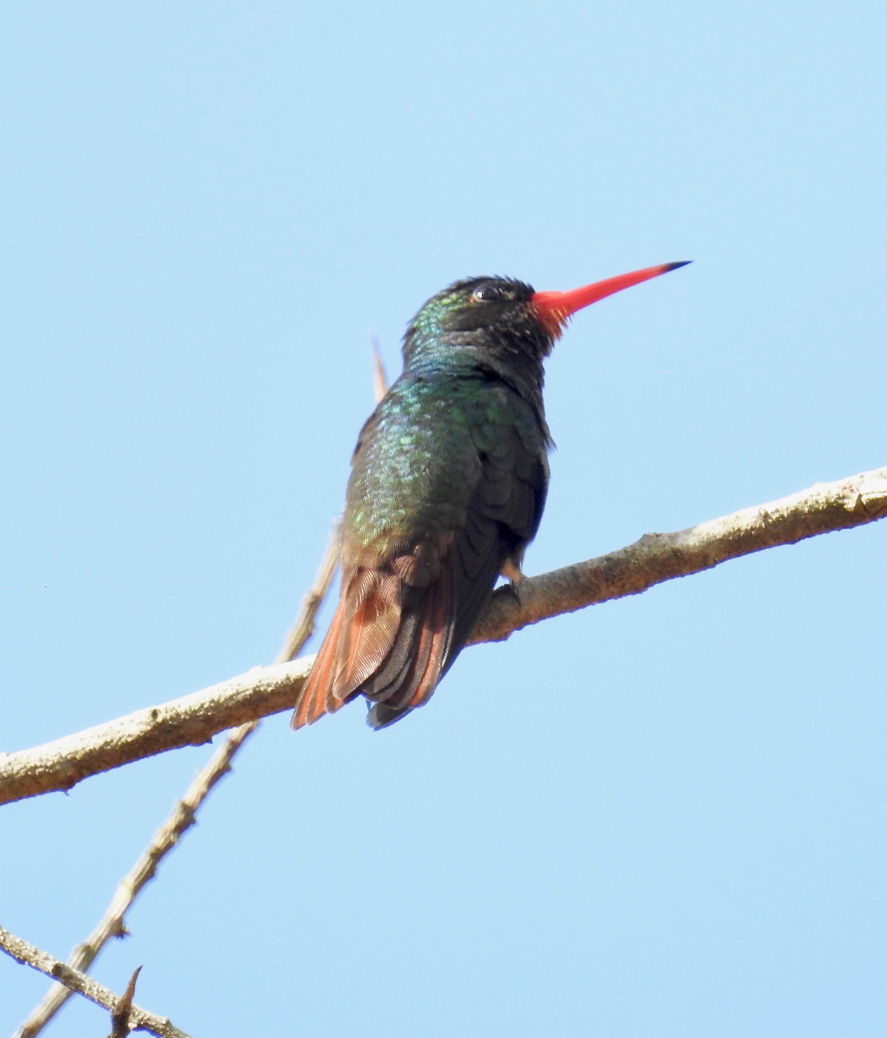 Rufous-throated Sapphire (Hylocharis sapphirina), photo 8
