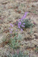 Penstemon fendleri