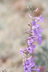 Penstemon fendleri