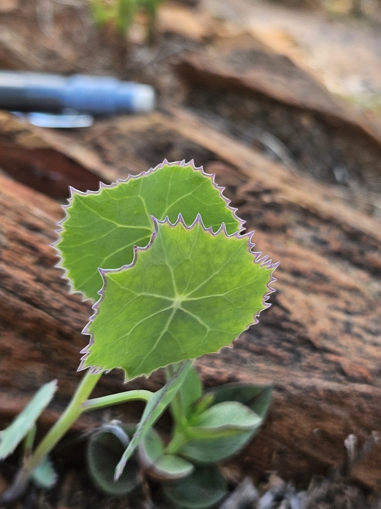 Senecio oxyriifolius DC.