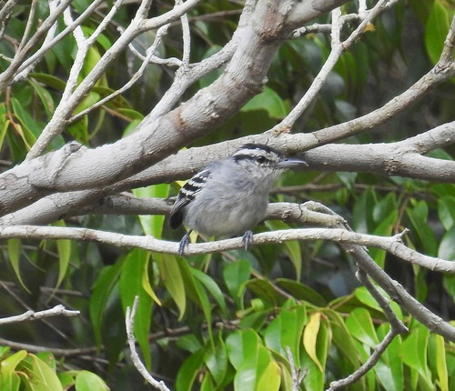 Bahia Antwren (Herpsilochmus pileatus)