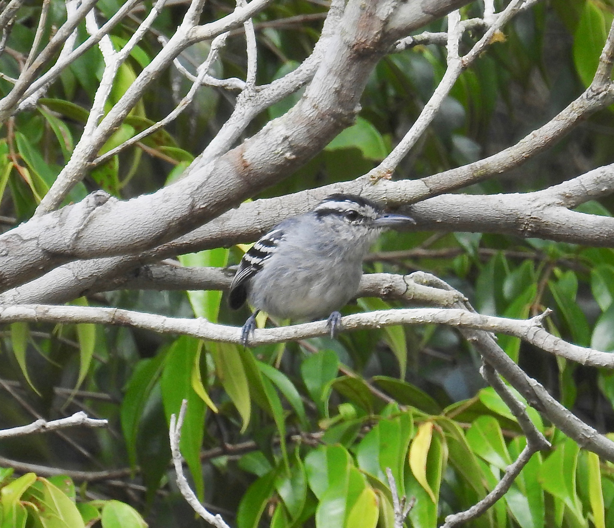 Bahia Antwren (Herpsilochmus pileatus), photo 1