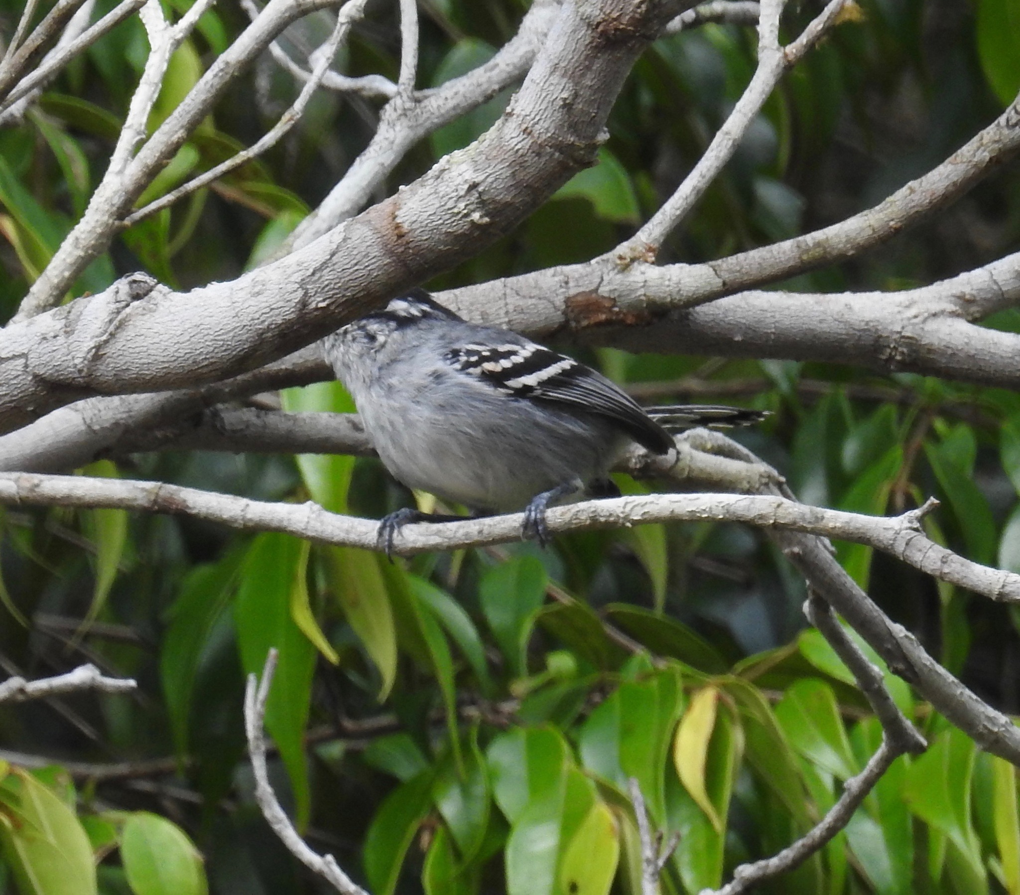 Bahia Antwren (Herpsilochmus pileatus), photo 2