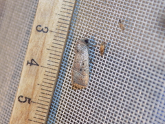 Elaphria fuscimacula