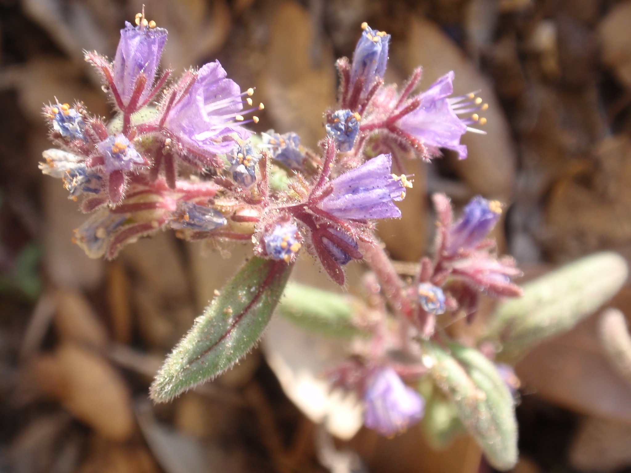 Phacelia quickii
