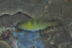 Scarus dimidiatus