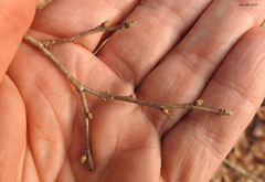 Symplocos paniculata