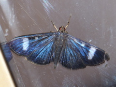 Erilusa leucoplagalis