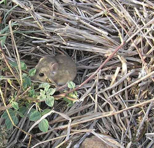Hummelinck's Vesper Mouse (Calomys hummelincki) — Least Concern Mammalia