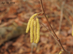 Corylus heterophylla