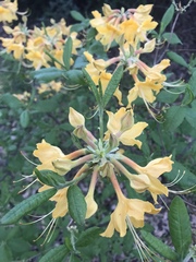 Rhododendron calendulaceum