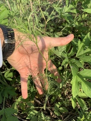 Bifora americana
