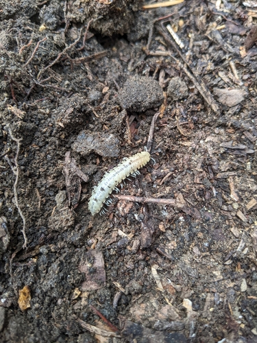 Parcipromus tiemanni