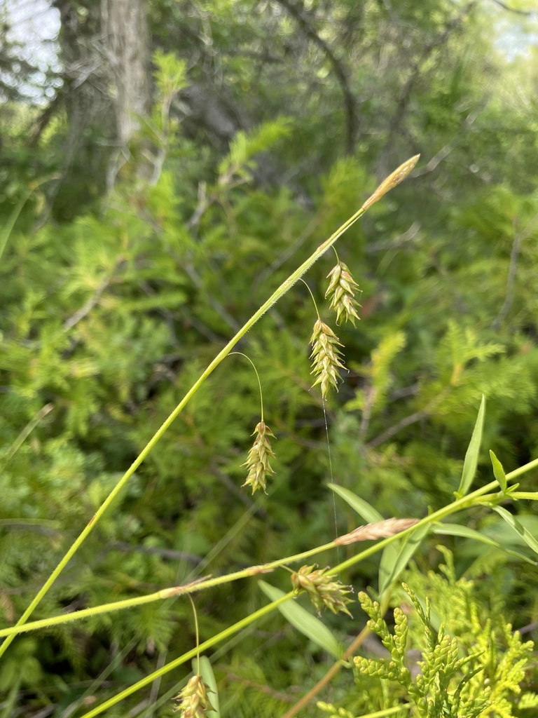 chestnut sedge