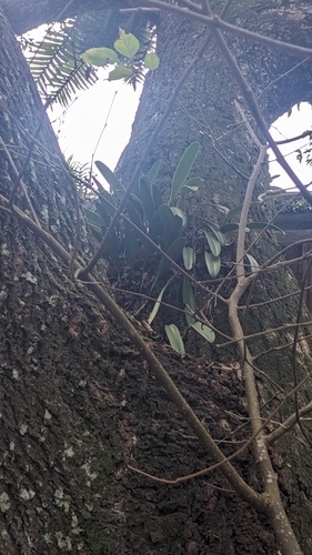 Bulbophyllum affine, photograph 2