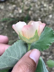Abutilon hulseanum