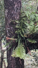 Bulbophyllum affine, photograph (c) Cheng-Te Hsu, some rights reserved (CC BY)