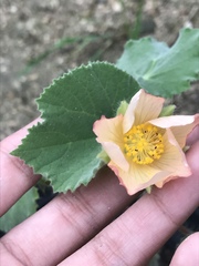 Abutilon hulseanum
