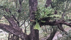Bulbophyllum affine, photograph (c) Cheng-Te Hsu, some rights reserved (CC BY)