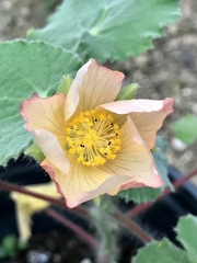 Abutilon hulseanum