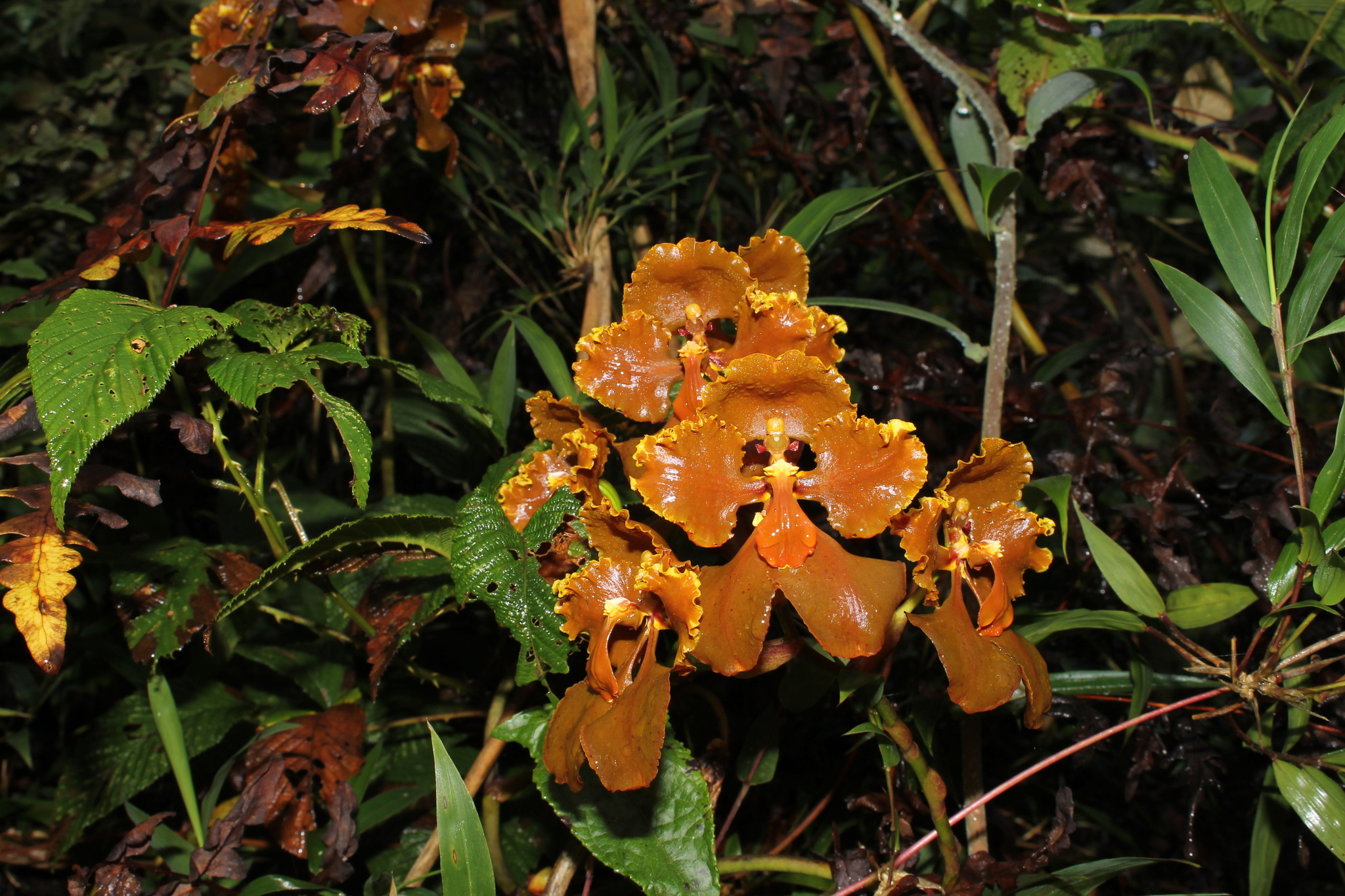 Cyrtochilum metallicum (Rchb.f.) Kraenzl. 2