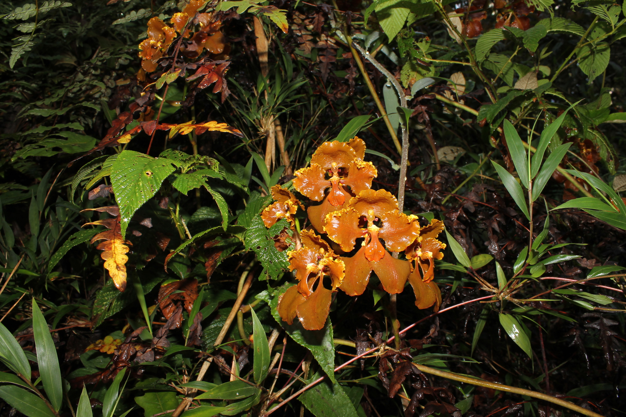Cyrtochilum metallicum (Rchb.f.) Kraenzl. 3
