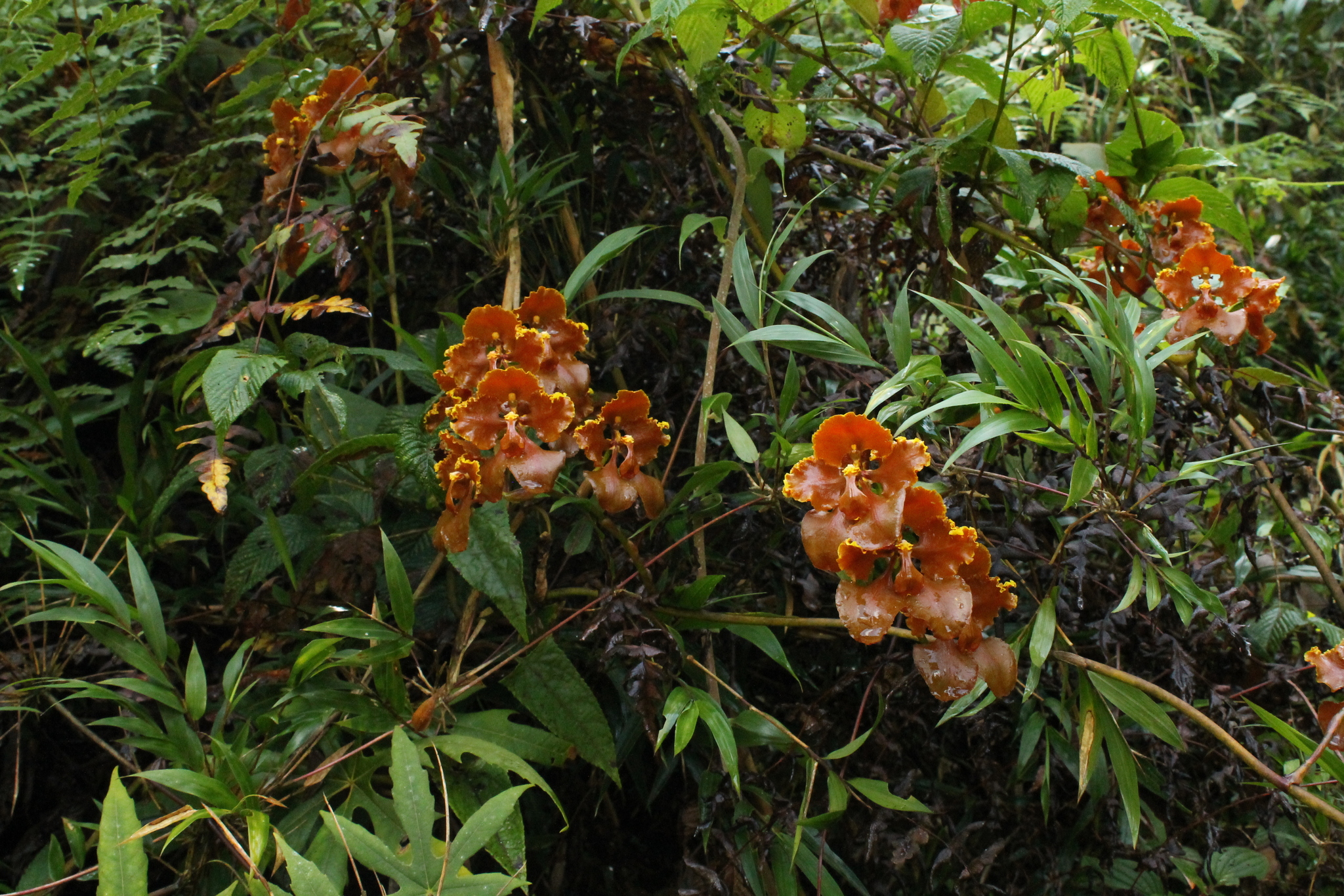 Cyrtochilum metallicum (Rchb.f.) Kraenzl.