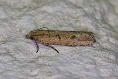 Bactra verutana