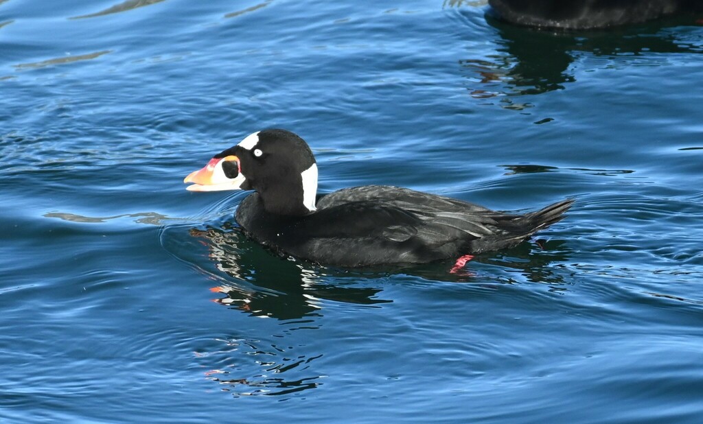 Surf Scoter from Santa Barbara, CA, USA on December 15, 2023 at 02:39 ...