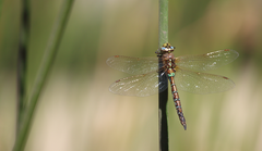 Rhionaeschna diffinis