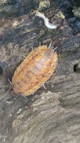 Rathke's Woodlouse photo 5