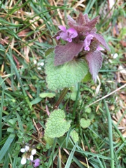 Lamium purpureum purpureum