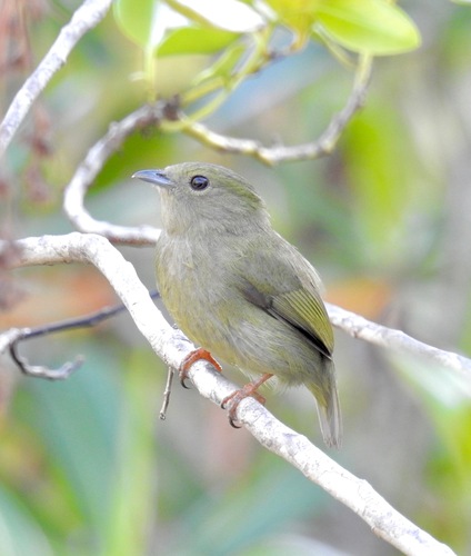 Red-headed Manakin