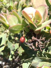 Arctostaphylos auriculata