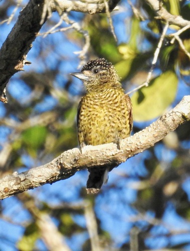 Golden-spangled Piculet (Bahia)
