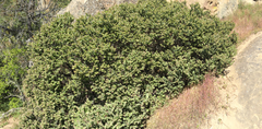 Arctostaphylos auriculata