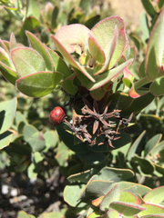 Arctostaphylos auriculata