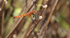 Erythrodiplax corallina