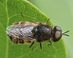 Stratiomyinae