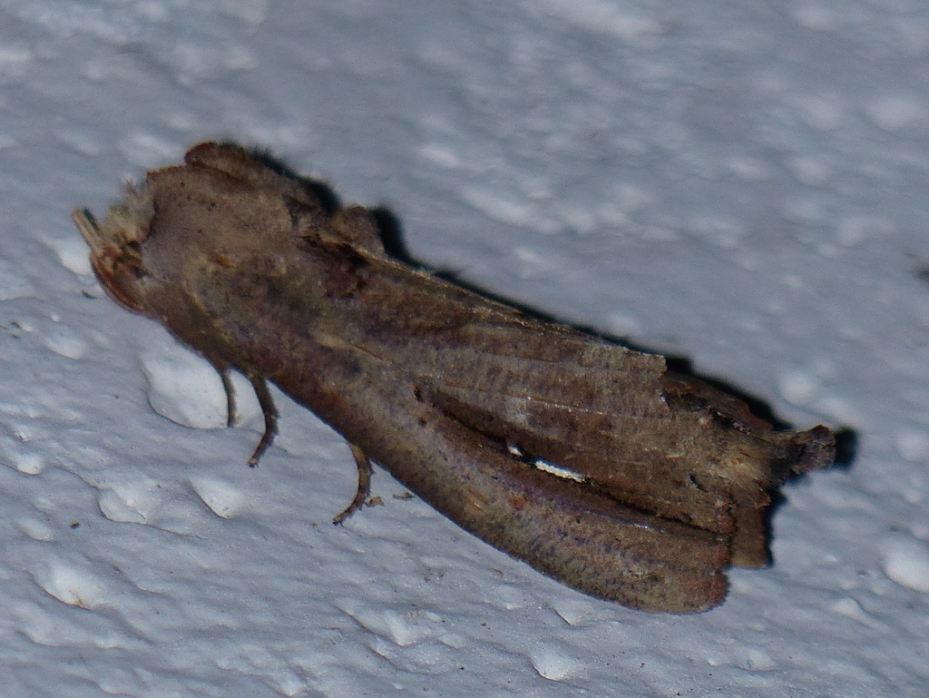 Bardaxima