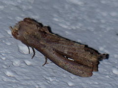 Bardaxima lucilinea