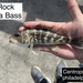 Rock Sea Bass - Photo (c) enterfishman2023, some rights reserved (CC BY-NC)