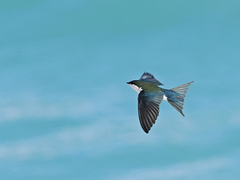 Bahama Swallow photo 5