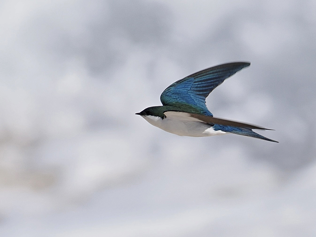 Bahama Swallow (Tachycineta cyaneoviridis) photo