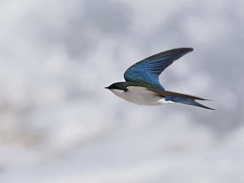 Bahama Swallow
