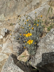 Senecio argyreus