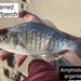 Barred Surfperch - Photo (c) enterfishman2023, some rights reserved (CC BY-NC)