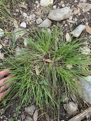 Carex planostachys