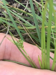 Carex planostachys