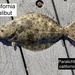 California Halibut - Photo (c) enterfishman2023, some rights reserved (CC BY-NC)